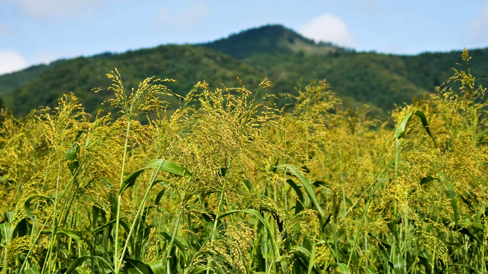 南部箒原料の畑風景